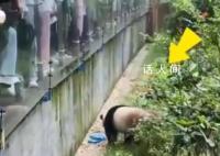 大熊猫捡到游客的伞还给撑开了 万幸的是伞被及时打捞上来