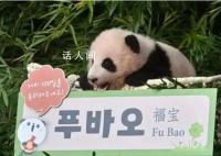上万韩国人竞聘和大熊猫相关岗位 最终每4540人中只有1人能竞聘上岗
