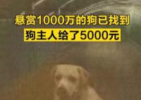 悬赏千万的狗找到 主人给了5千