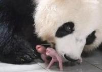 旅韩大熊猫爱宝诞下双胞胎 这是今年在海外出生的首对大熊猫幼崽
