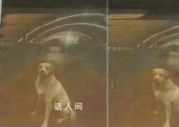 “1000万寻狗”事件背后疑有推手 相关部门已介入调查