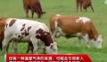 一头牛放的屁可供汽车开一天 原来牛屁还能这么用