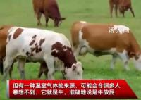 一头牛放的屁可供汽车开一天 原来牛屁还能这么用