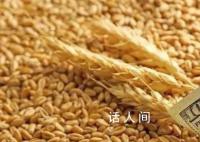 全球高温或推高粮食价格 世界刚刚经历了有记录以来最热的一周