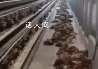 高温天断电 鸡笼成蒸笼热死4000只鸡