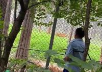 长春一虎园两东北虎相争一虎被咬死 咬死同伴的老虎已被单独隔离