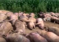 猪场因断电死亡462头猪损失近百万 夜间突发断电超过5个小时