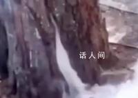 高温天气西安一行道树冒白烟 消防员赶到进行喷水处理