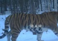 东北虎“完达山一号”再次出现了