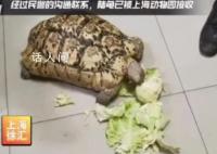 小区惊现40厘米陆龟散步 属于国际野生动植物贸易公约附录二的物种