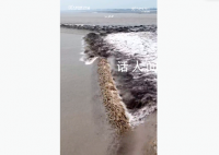 钱塘江现滚筒潮 江面仿佛滚筒