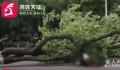广西大学大树倾倒教师疑被砸身亡 学校正在处理