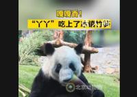 丫丫大口吃冰镇竹笋 丫丫是肉眼可见的胖了
