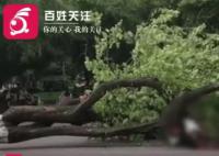 广西大学大树倾倒教师疑被砸身亡 学校正在处理