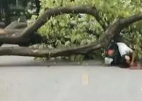 校方回应教师被树砸中身亡 学校正在处理中