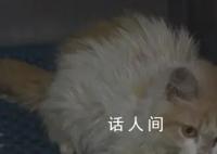 猫冠状病毒蔓延“猫岛”致死率近90% 已有超过30万只猫死亡