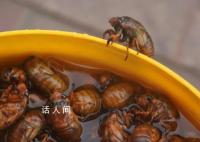 抓知了卖260元一斤10天赚万元 有网友评论称太贵