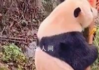 熊猫渝宝站起来吃水果 大长腿瞩目