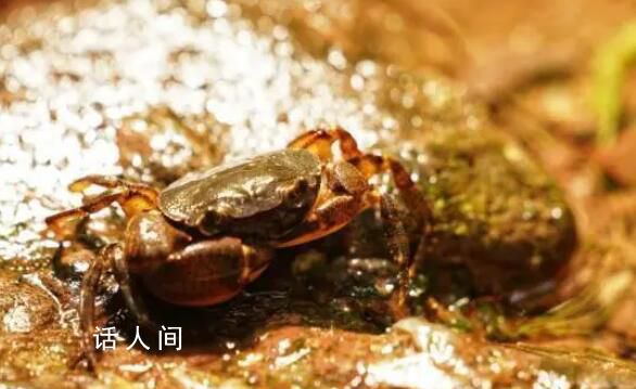 广西一17岁少年发现新物种 华石蟹属由3种扩增到5种