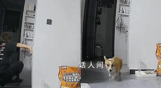 女子看监控发现男友虐狗果断分手 出门不到10分钟爱犬被连踹数脚