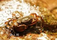 广西一17岁少年发现新物种 华石蟹属由3种扩增到5种