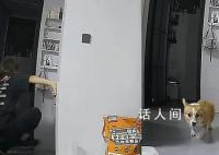 女子看监控发现男友虐狗果断分手 出门不到10分钟爱犬被连踹数脚