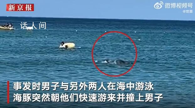 六旬老人被海豚撞成骨折并被啃伤 警方呼吁民众戏水时若看见海豚务必主动保持距离