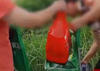男子百余亩香瓜遭村民昼夜组团偷走 引发了他的愤怒和无奈