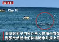 六旬老人被海豚撞成骨折并被啃伤 警方呼吁民众戏水时若看见海豚务必主动保持距离