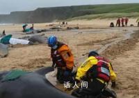 超50头鲸鱼在苏格兰海滩搁浅 救援人员试图将幸存的鲸鱼重新推回大海