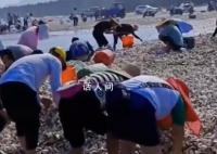 台风送来大量生蚝海鲜 市民拎麻袋装
