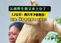 村民挖出3.2公斤巨型野生菌 单个重达3.2公斤长1米