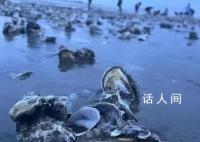 台风天深圳一海滩出现大量海鲜 引发了社会各界的广泛关注
