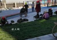 楼盘绿化面积不够 开发商铺草坪充数