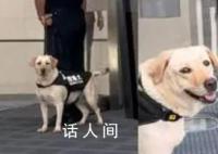 搜爆犬上下班反差 上一秒一脸严肃值班下一秒解开拴绳后放飞自我