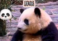 花花被游客喊胖子愣了1秒钟 周围的团队成员立刻表示不满