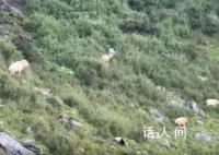 野生大熊猫与羚牛对峙 罕见画面曝光