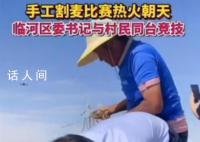 区委书记与村民比赛手工割麦子 其娴熟的手法引来网友称赞