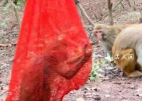 黔灵山公园猕猴被装袋挂树上 引起广泛关注和愤慨