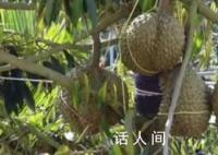 国产榴莲上市 国产榴莲什么样