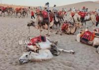 业内:农户拉两年骆驼能赚1套房