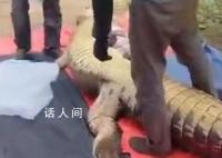 老人失踪4天在鳄鱼胃中发现遗骸 该鳄鱼重约800公斤长度超过4米