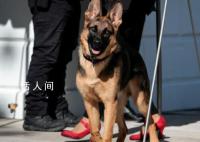 曝拜登养的狗咬伤多人 至少卷入10起咬人事件