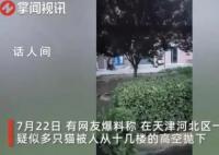 天津一小区15只猫坠亡 警方回应
