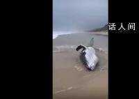 警方辟谣泉州海滩吹来鲸鱼 非泉州本地沙滩