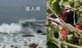福建现10级风 有树被吹断砸到路人