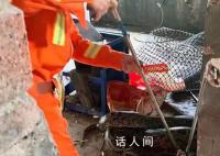 巨蟒闯入狗舍生吞一只30斤狗 这条蟒蛇体长约2.6米重达60斤