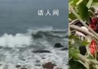 福建现10级风 有树被吹断砸到路人
