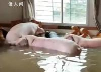 住户一楼被水淹 竟还冲来8只肥猪