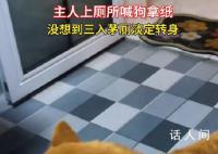 狗狗帮主人拿纸3入茅厕淡定转身 网友：主打一个欲擒故纵